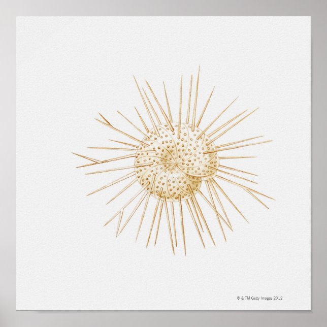 Poster Illustration de la coquille foraminifère (Devant)