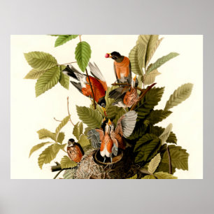 Poster Illustration de la faune de merle d'Amérique d'Aud