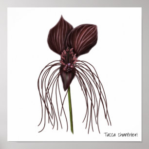 Poster Illustration de la fleur de chaume
