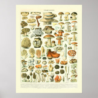 Poster Illustration de la science des champignons - Adolp