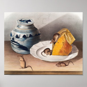 Poster Illustration de la souris (Mus-musculus)