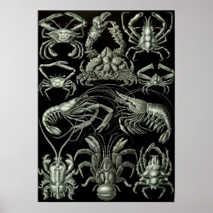 Poster Illustration de la vie marine vintage