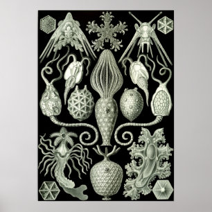 Poster Illustration de la vie marine vintage