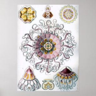 Poster Illustration de la vie marine vintage