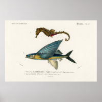 Illustration de la vie marine vintage