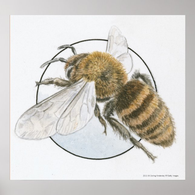 Poster Illustration de l'abeille européenne au miel (Devant)