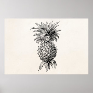 Poster Illustration de l'ananas vintage 1800s Ananas
