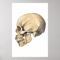 Illustration de l'anatomie crânienne vintage
