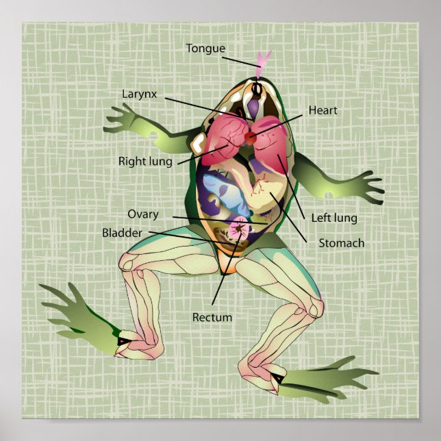 Poster Illustration de l'anatomie de la grenouille (Devant)