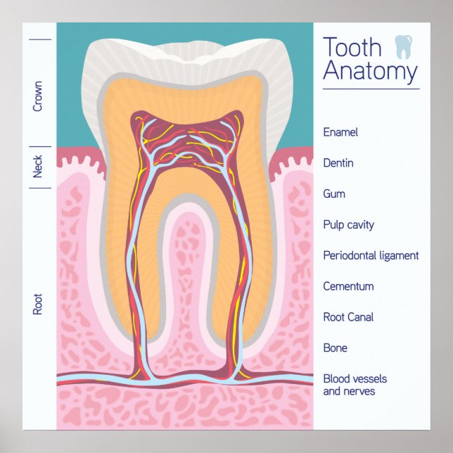 Poster Illustration de l'anatomie des dents (Devant)