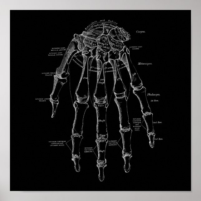 Poster Illustration de l'anatomie des os humains Vieux Mé (Devant)