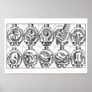 Poster Illustration de l'anatomie du bébé dans l'utérus V