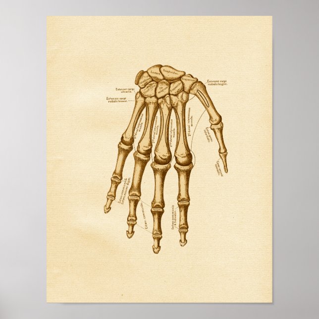 Poster Illustration de l'anatomie vintage Os à poignet (Devant)