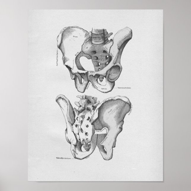Poster Illustration de l'anatomie vintage Os pelviens (Devant)