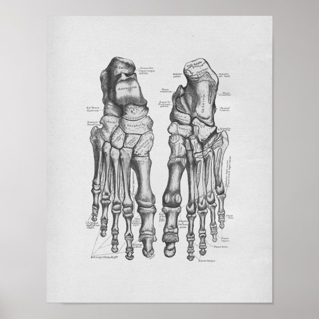 Poster Illustration de l'anatomie vintage Os pieds (Devant)