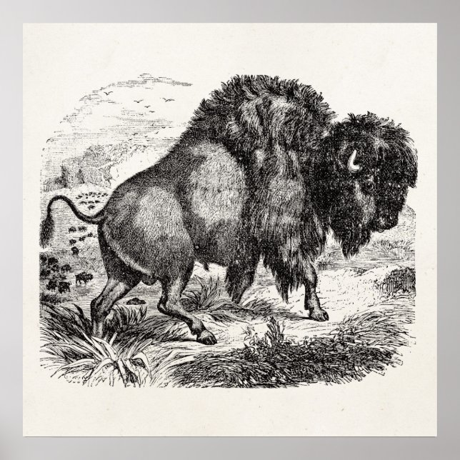 Poster Illustration de l'animal de bison vintage Buffalo  (Devant)