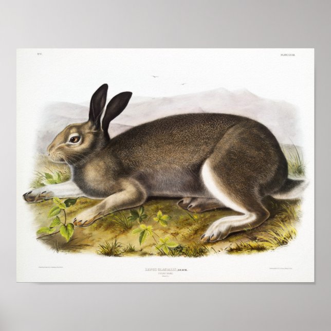 Poster Illustration de lapin (Devant)