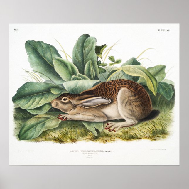 Poster Illustration de lapin (Devant)