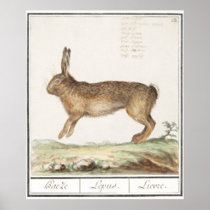 Poster Illustration de lapin