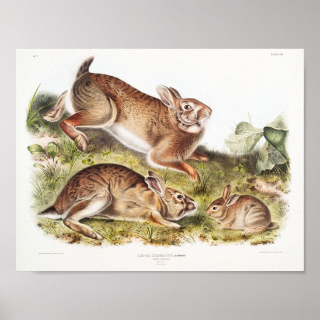 Poster Illustration de lapin (Devant)