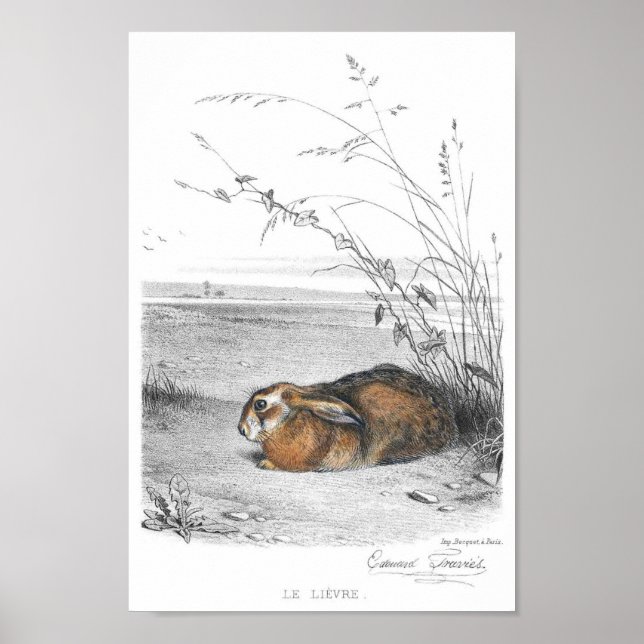 Poster Illustration de lapin (Devant)