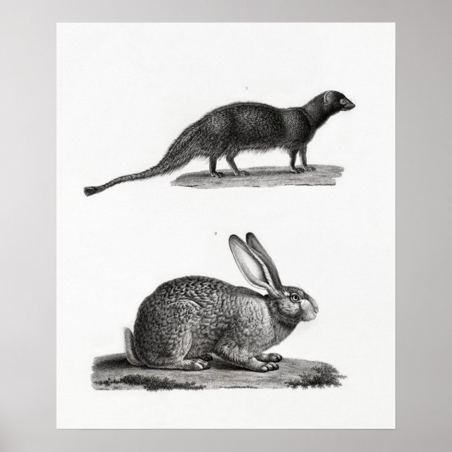 Poster Illustration de lapin (Devant)