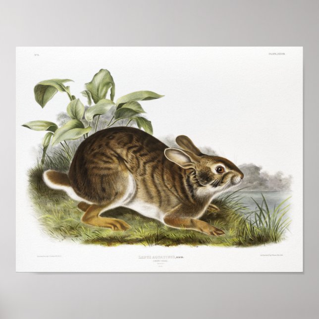 Poster Illustration de lapin (Devant)
