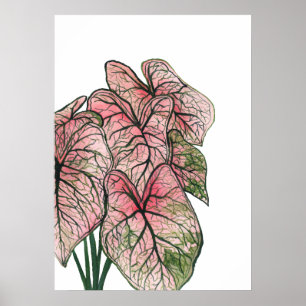 Poster Illustration de l'aquarelle rose Caladium