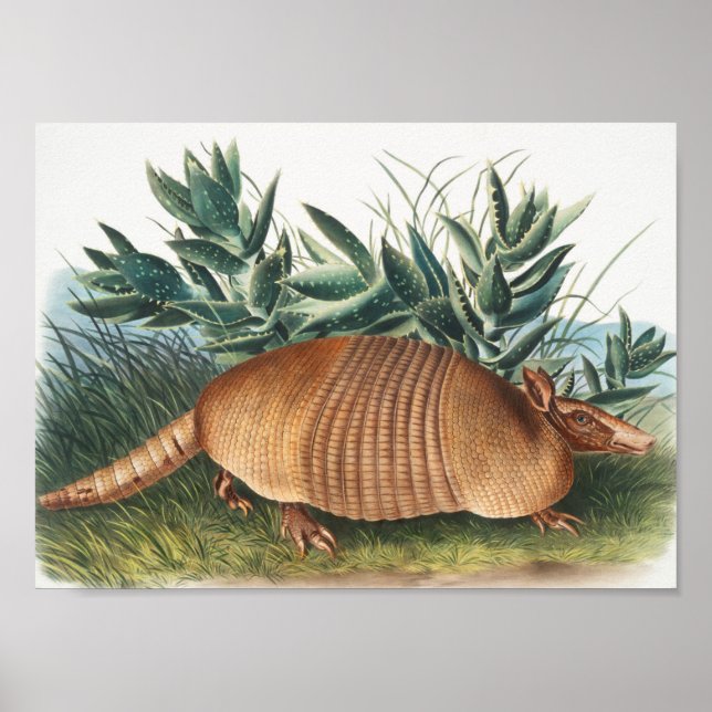 Poster Illustration de l'Armadillo (Dasypus Peba) à neuf  (Devant)