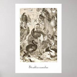 Poster Illustration de l'autruche vintage Struthio camelu
