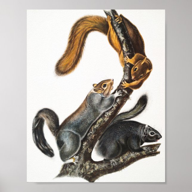 Poster Illustration de l'écureuil de chat (Sciurus cinere (Devant)