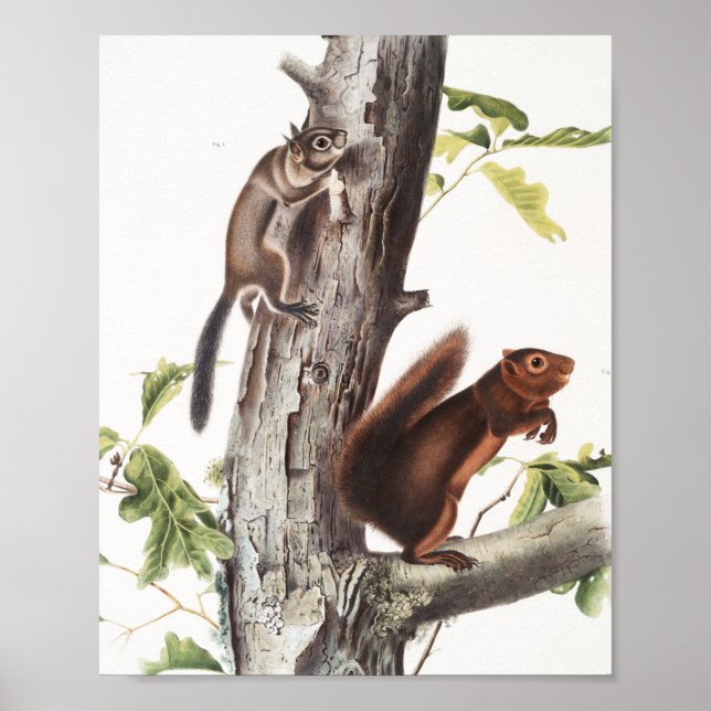 Poster Illustration de l'écureuil et de l'écureuil de soi (Devant)