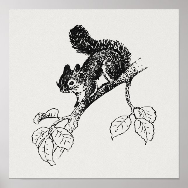 Poster Illustration de l'écureuil Vintage mou (Devant)