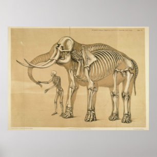 Poster Illustration de l'éléphant vintage et du squelette