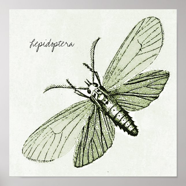 Poster Illustration de l'entomologie des papillons de nui (Devant)