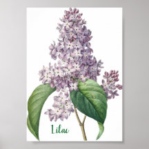 Illustration de lilas à l'aquarelle lavande