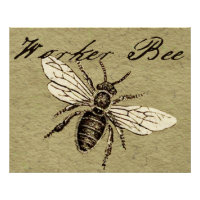Illustration de l'insecte d'abeille vintage