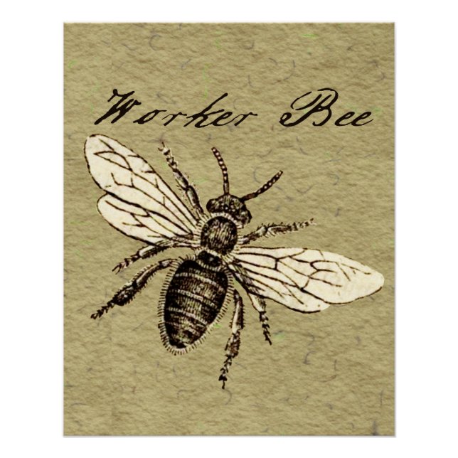 Poster Illustration de l'insecte d'abeille vintage (Devant)