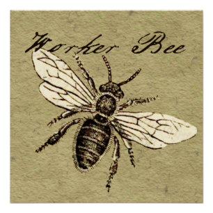 Poster Illustration de l'insecte d'abeille vintage