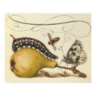 Illustration de l'insecte du fruit du papillon