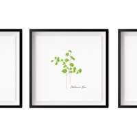 Illustration de Maidenhair Fern | Série Fern