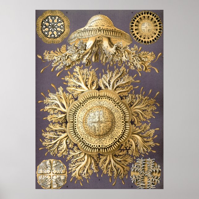 Poster Illustration de méduse vintage (Devant)