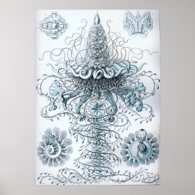 Poster Illustration de méduse vintage (Devant)