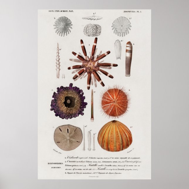 Poster Illustration de Mollusques vintages (Devant)