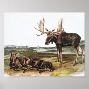 Poster Illustration de Moose Deer (Servus alces)