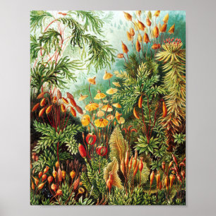 Poster Illustration de Muscinae par Ernst Haeckel