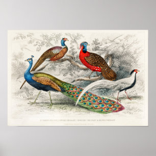 Poster Illustration de paon vintage