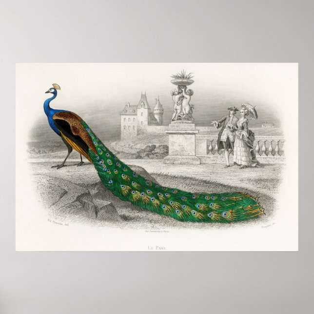 Poster Illustration de paon vintage (Devant)