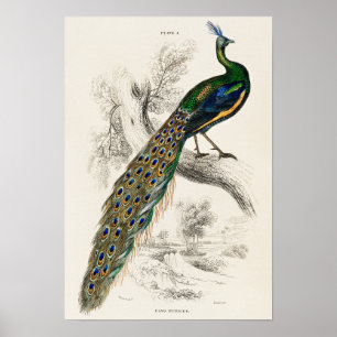 Poster Illustration de paon vintage