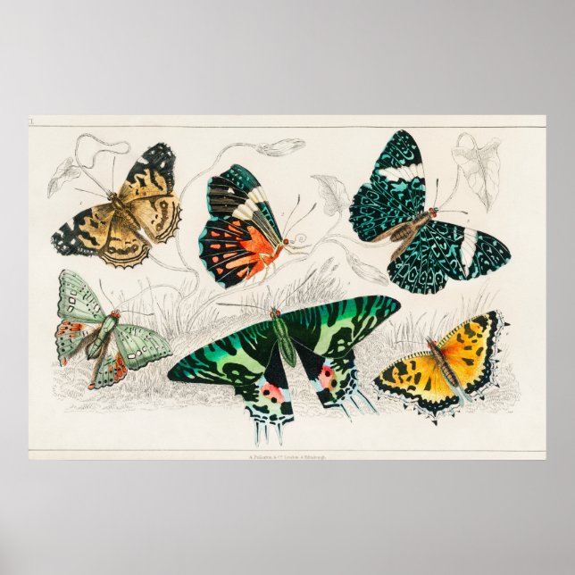 Poster Illustration de papillon vintage (Devant)